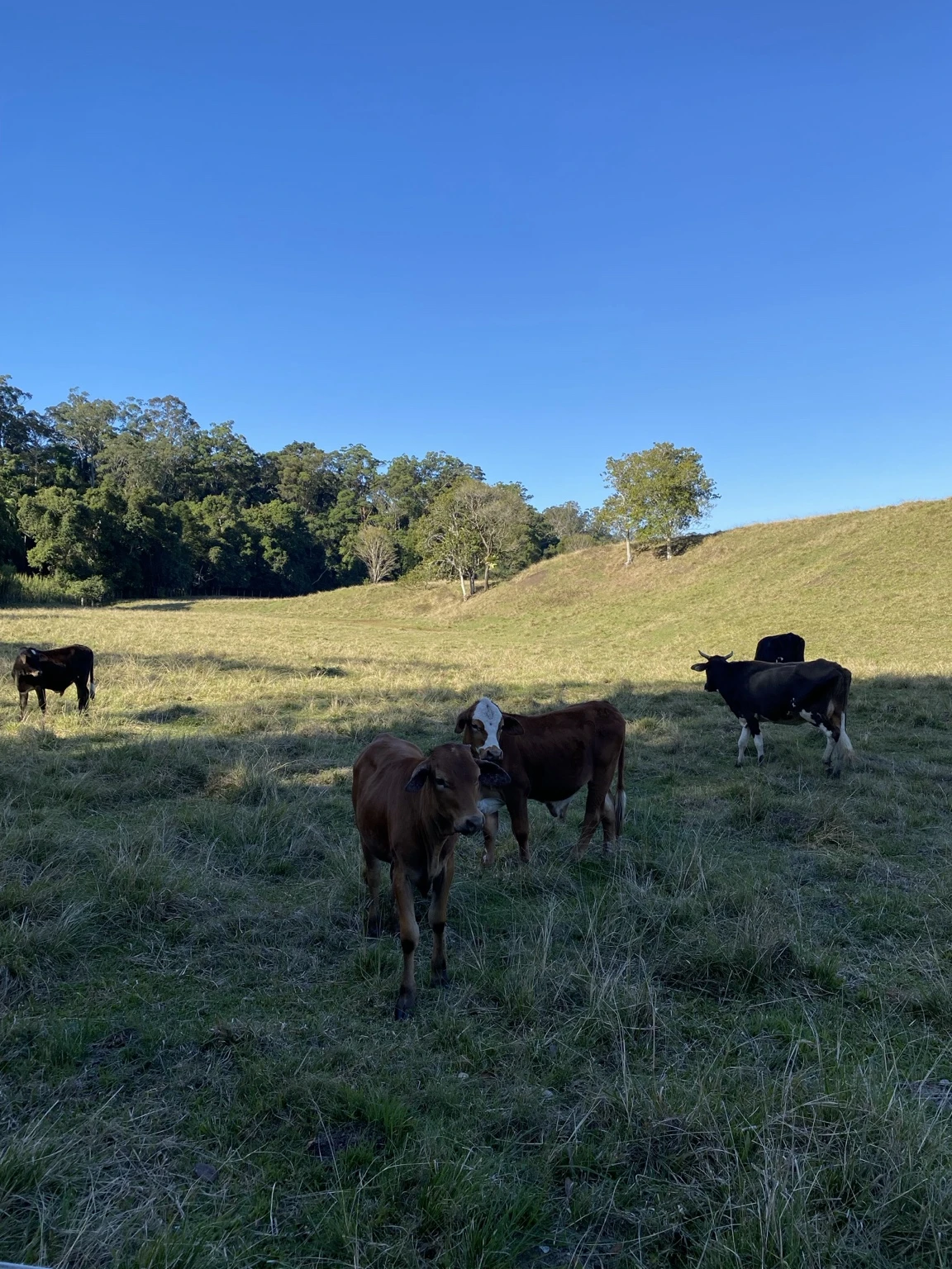 Cattle standing in a grassy paddock beneath trees and open blue sky